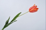 Tulp oranje rood 68cm